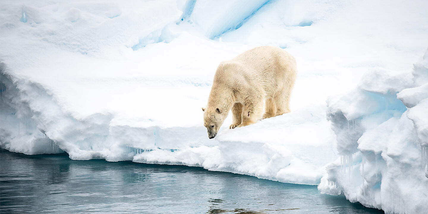In the ice of the Arctic, from Greenland to Svalbard In the ice of the Arctic, from Greenland to Svalbard