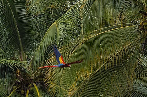 13 Nov 26 - Golfito