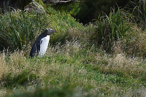 17 Jan 26 - Enderby Island, Auckland Islands