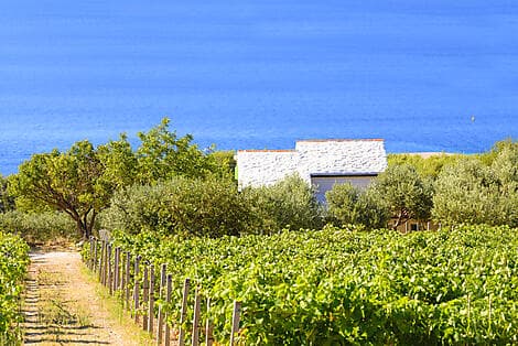 29 July 26 - Pucisca, Brac Island