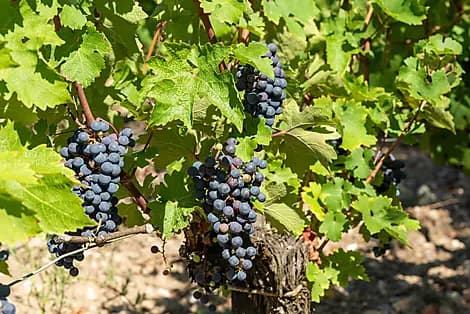 27 Apr 26 - Pauillac