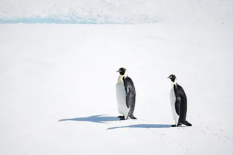 13 Mar 27 - The Weddell Sea exploration