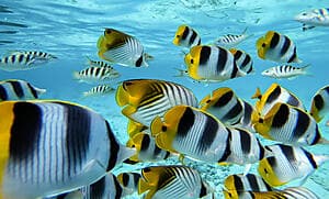 Aquablue – Underwater walk