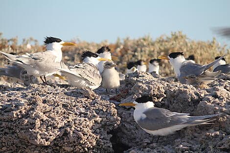 6 Aug 27 - Abrolhos Islands Marine Park