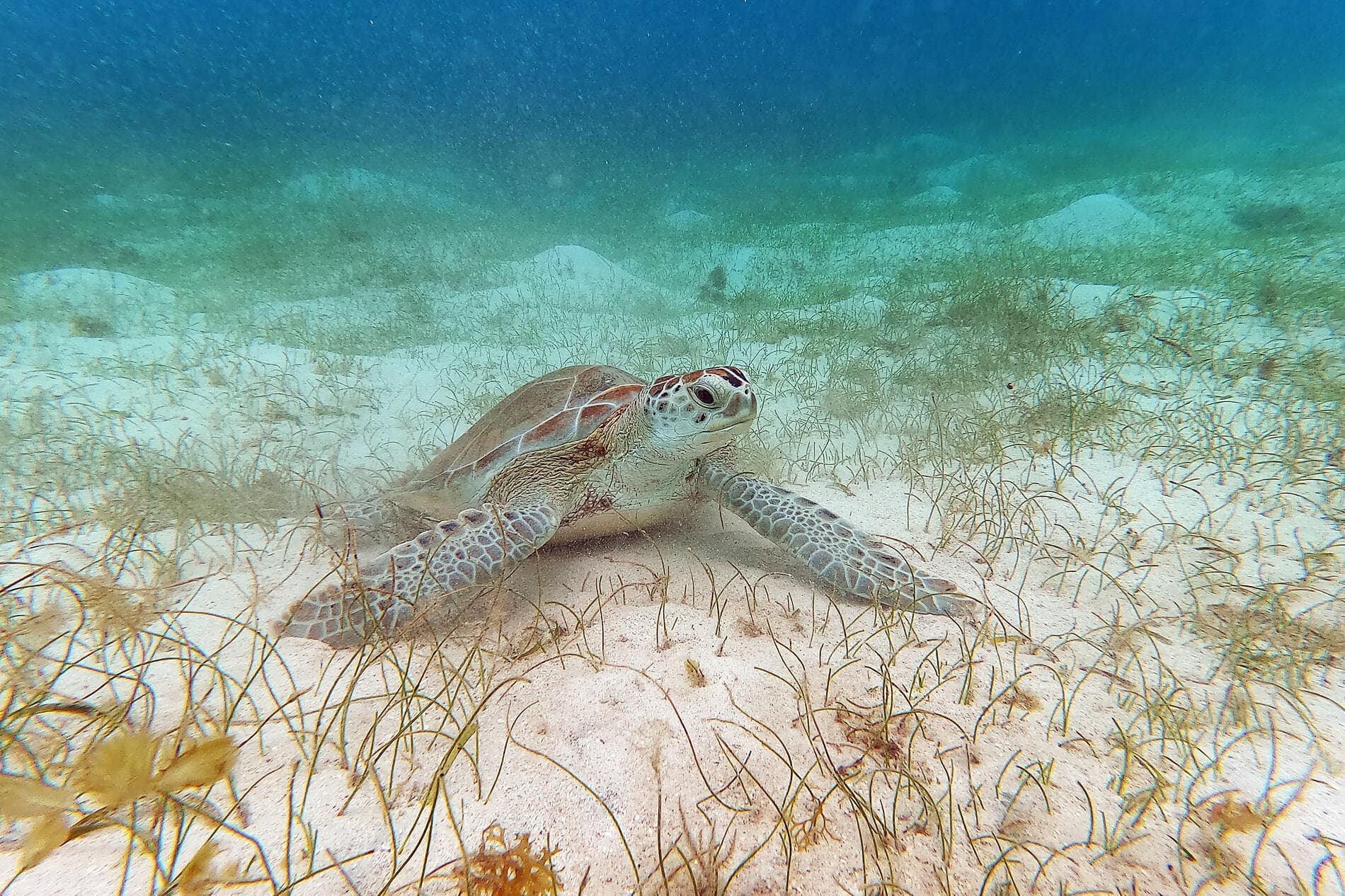 Gliding the Waters of the Windward Islands