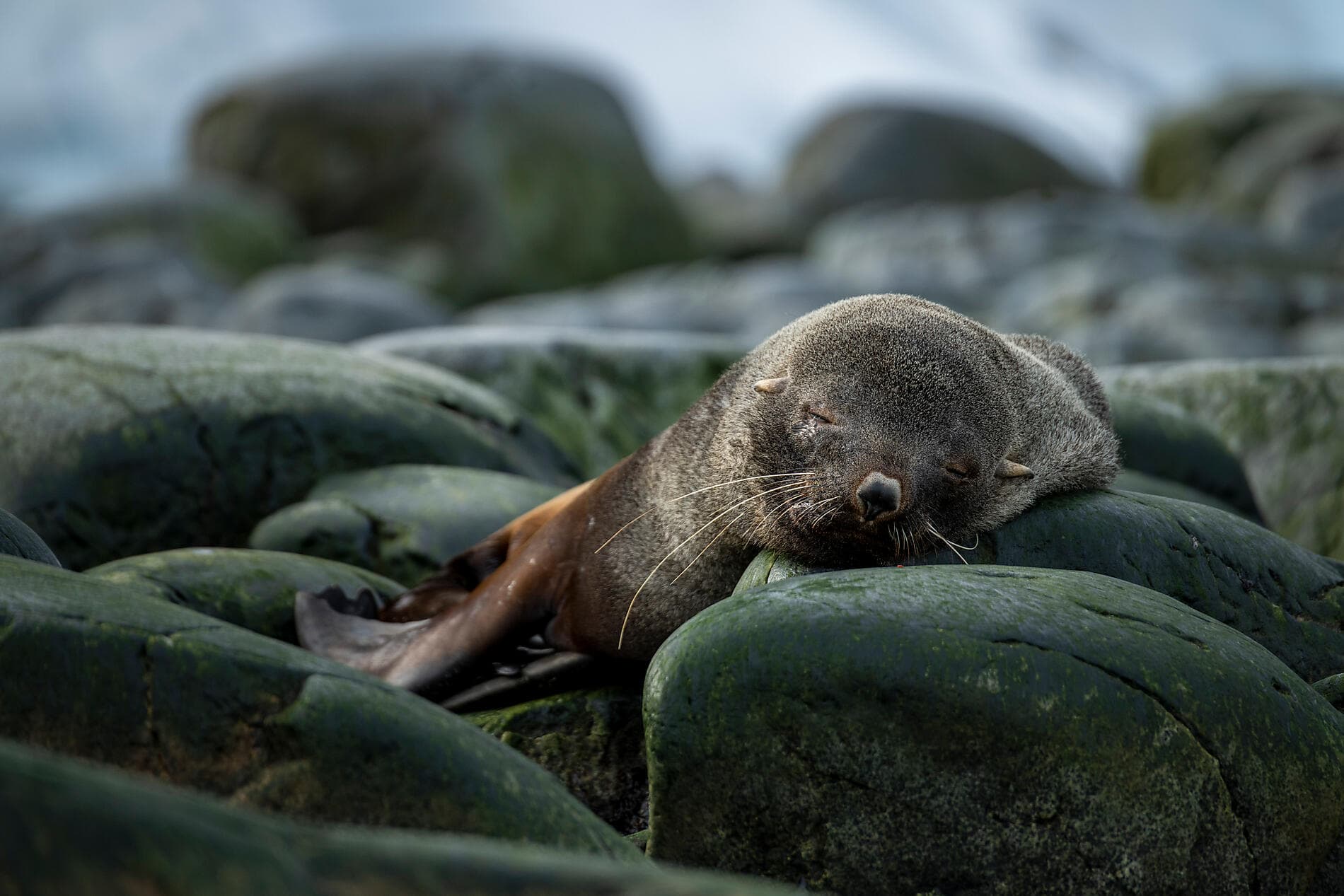 Unexplored East Antarctica & French Southern Lands