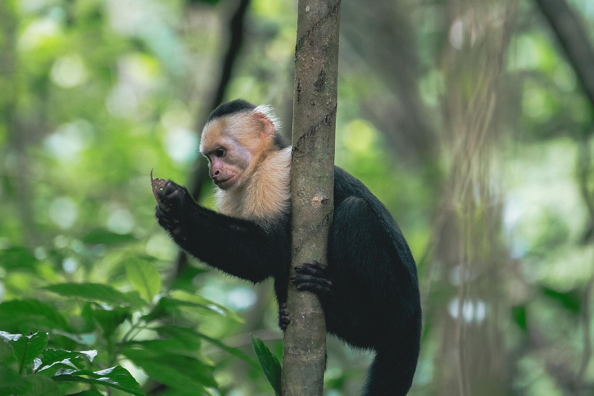A Tropical Odyssey in Central America 