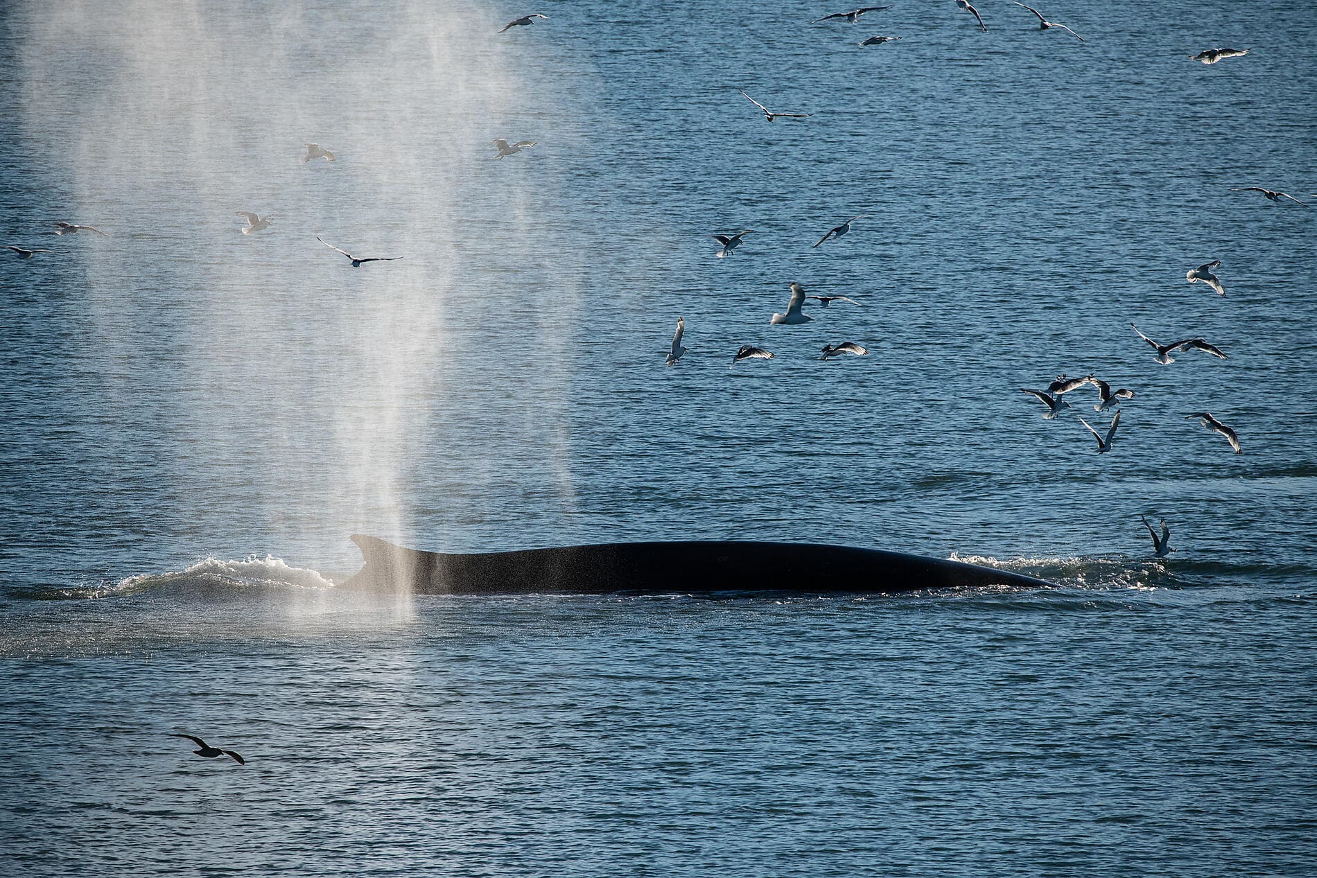 Total Solar Eclipse in The Far North