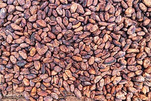 Ngöbe village and chocolate plantation