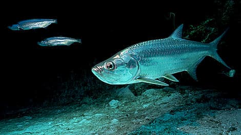 10 Jan 26 - Kere, Bijagos