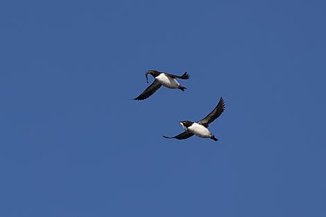 21 June 27 - Sailing in the Hinlopen Strait