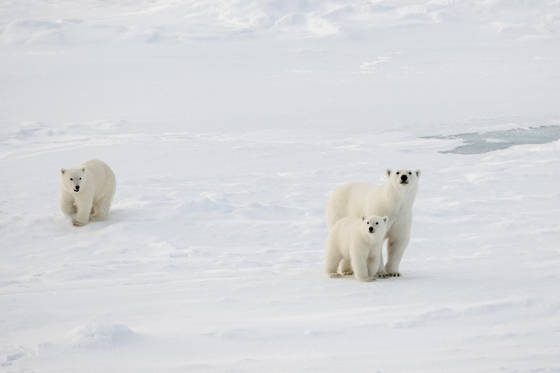 The Geographic North Pole and the east coast of Greenland  