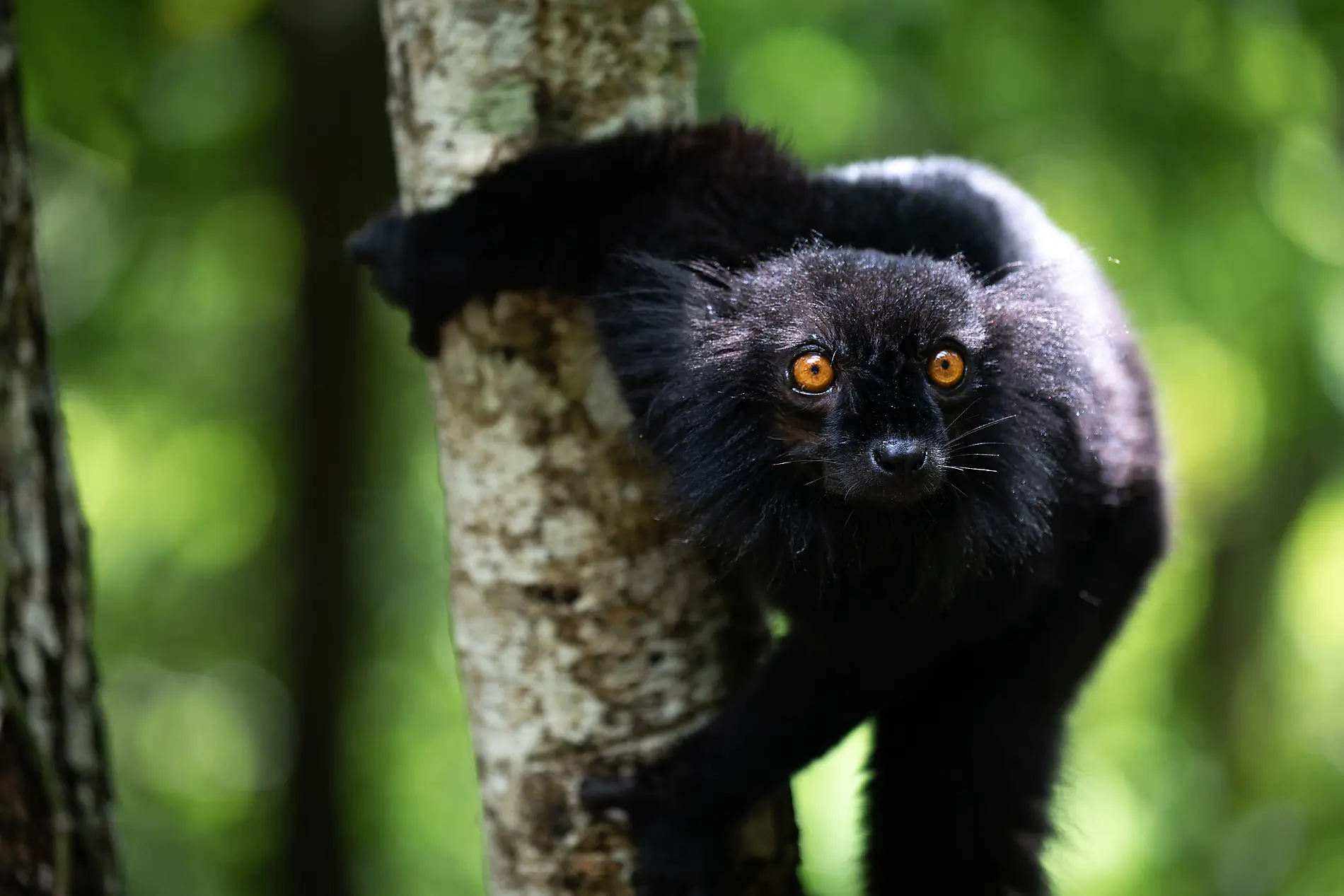 Madagascar and Seychelles: Natural Treasures of the Indian Ocean – with Smithsonian Journeys 