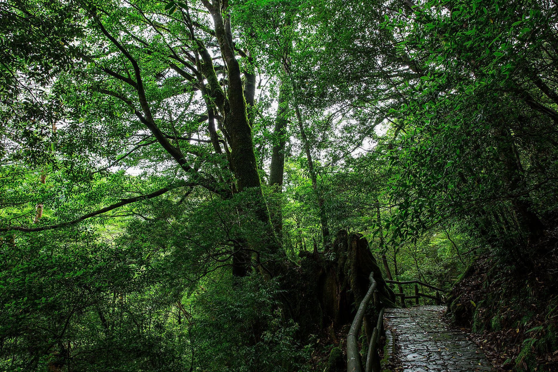 Island Wonders & the Soul of Ancestral Japan 