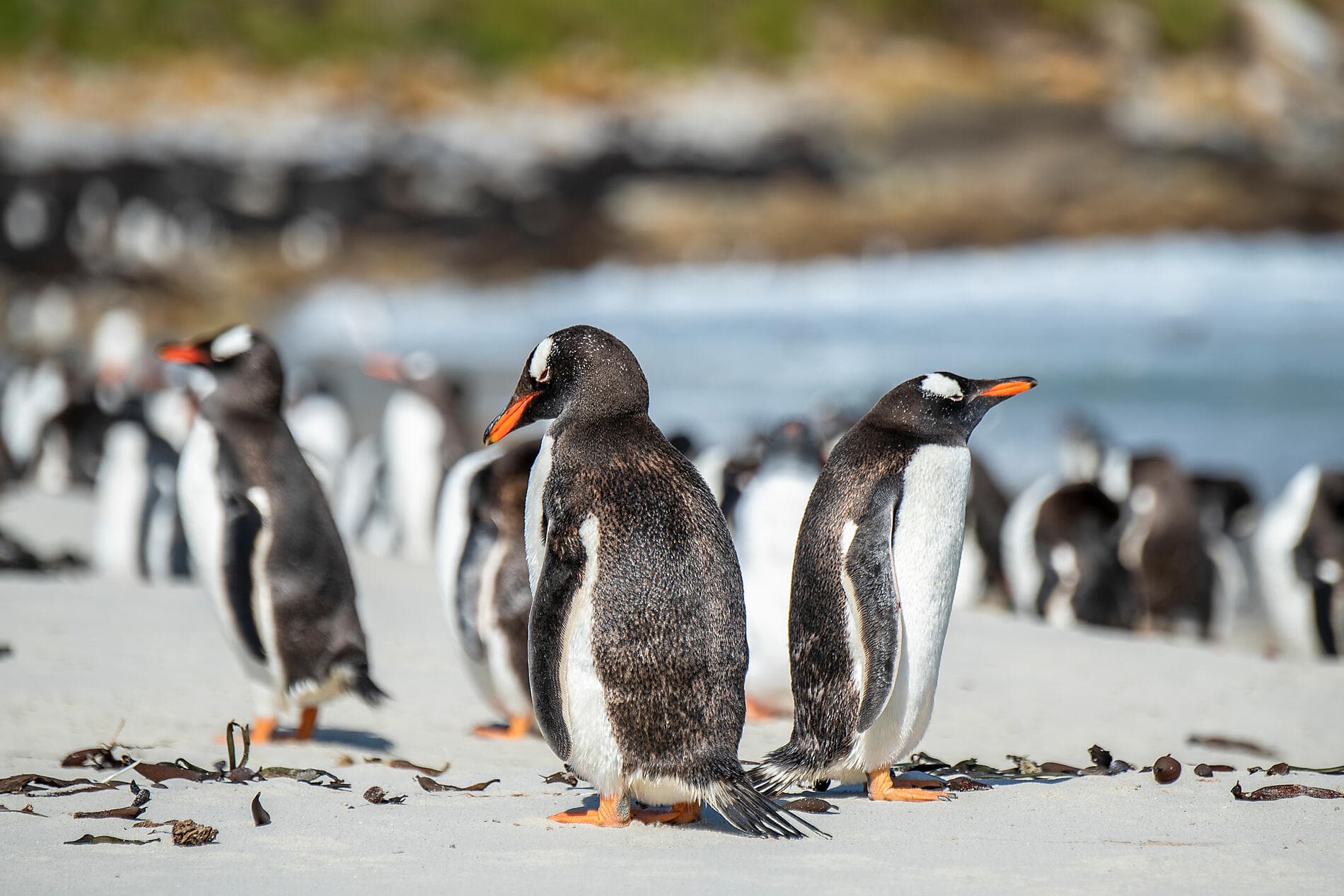 Journey to Austral Lands and Valdes Peninsula 