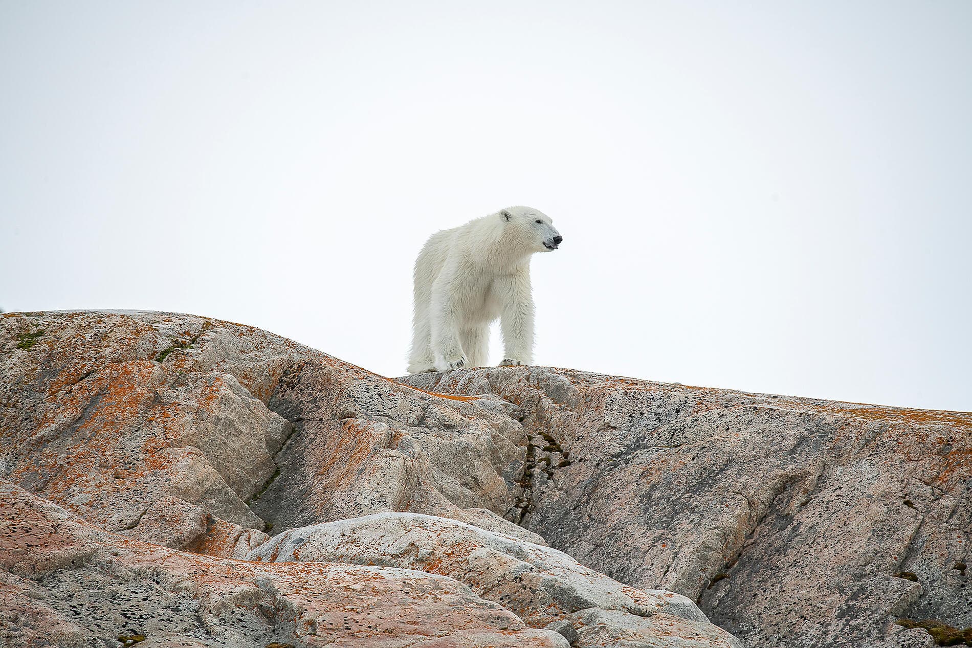 Polar Nights: From the North Cape to Spitsbergen 