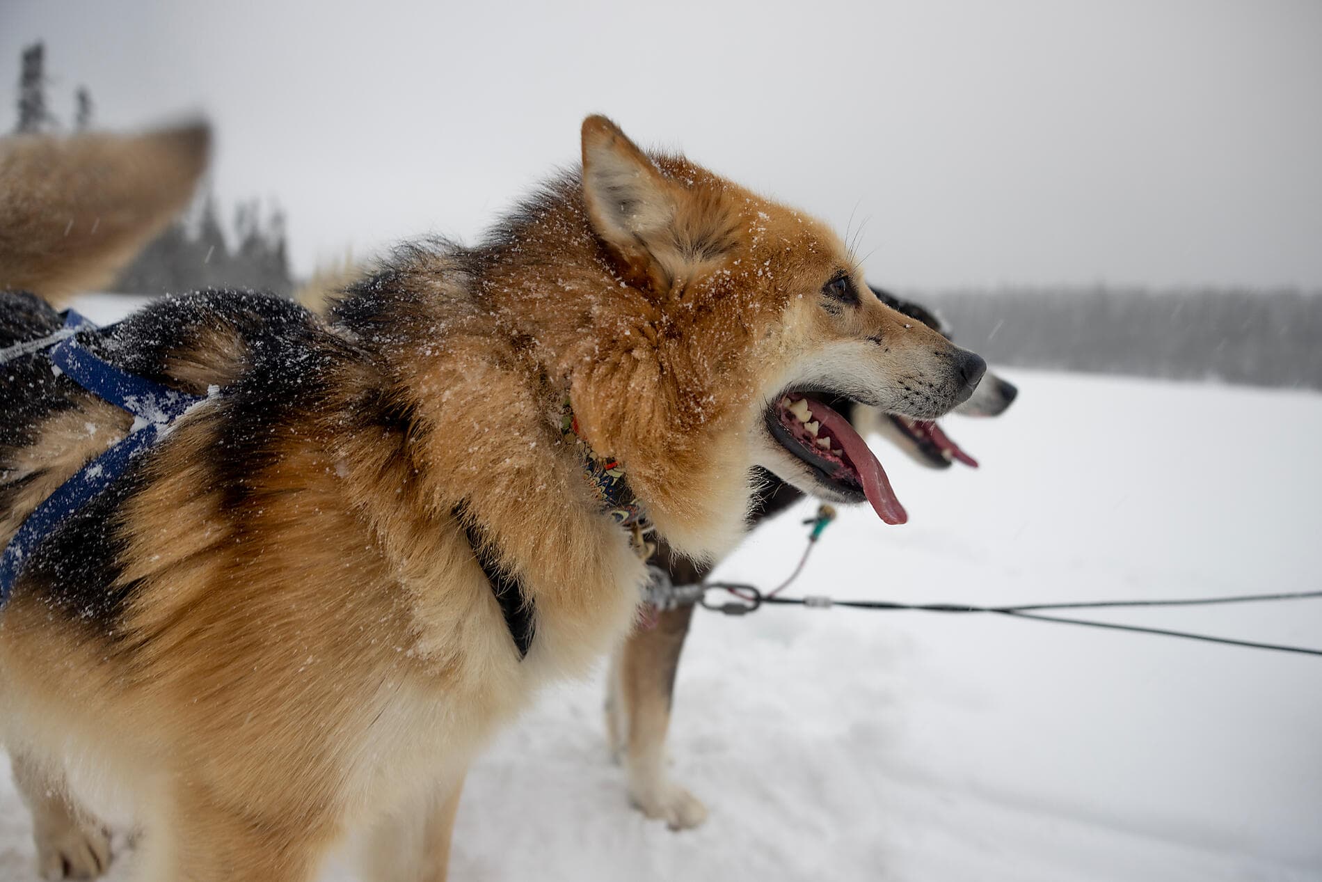 From the St Lawrence to Greenland, the Last Moments of Winter 