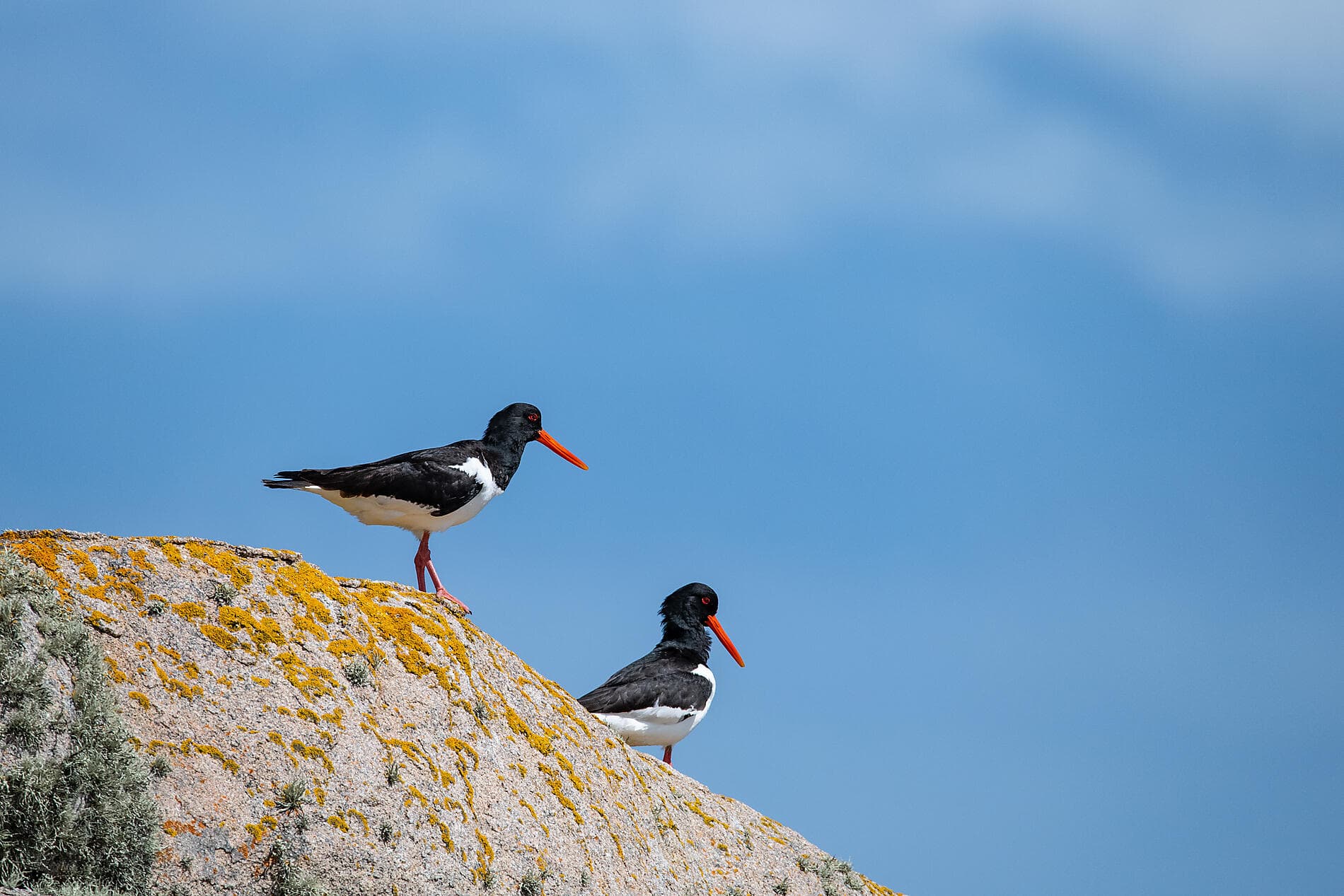 British archipelagos and Celtic shores 