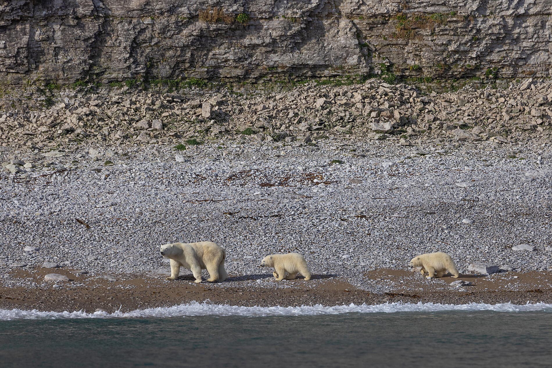 Wilderness from Greenland to the East Coast of Canada 