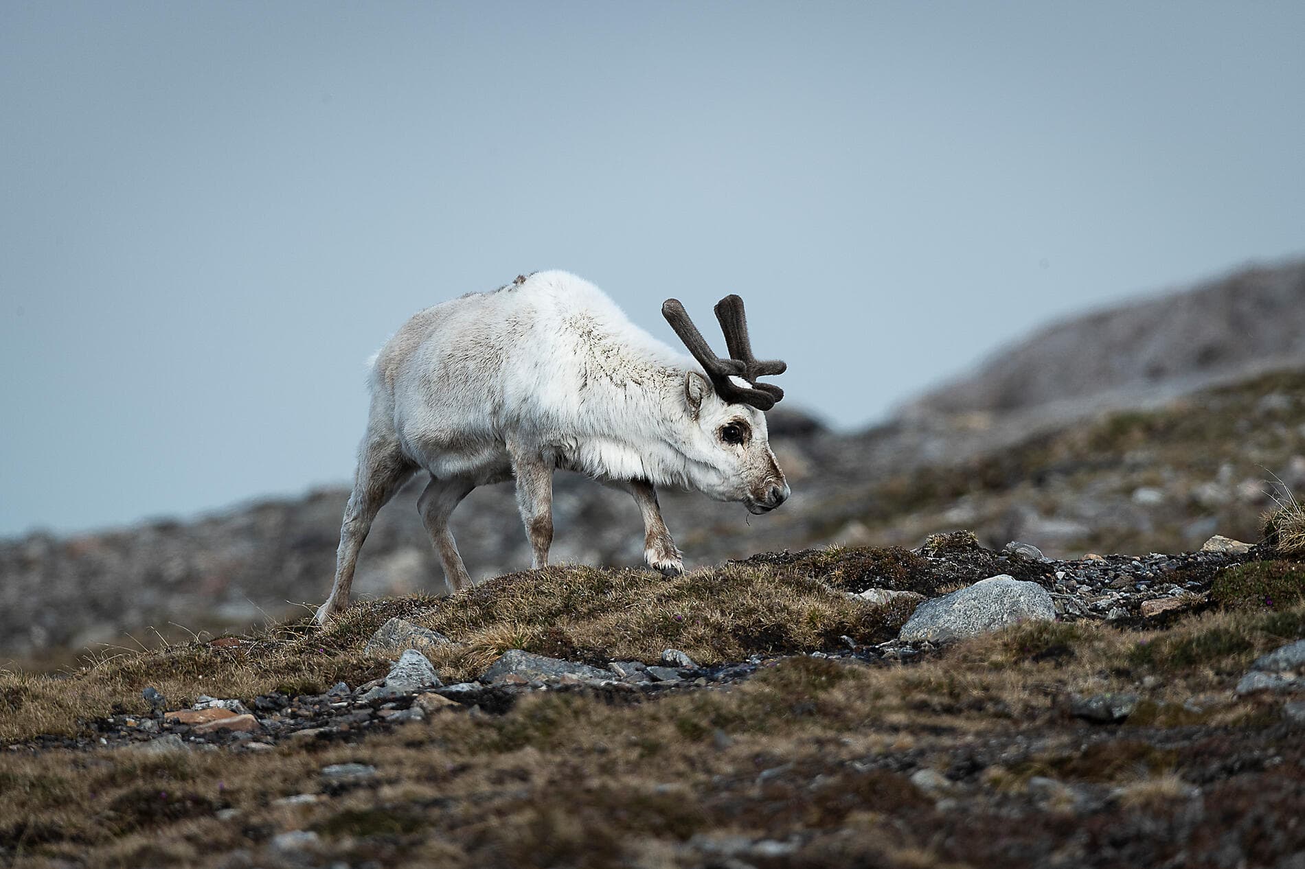 Fjords and glaciers of Spitsbergen  