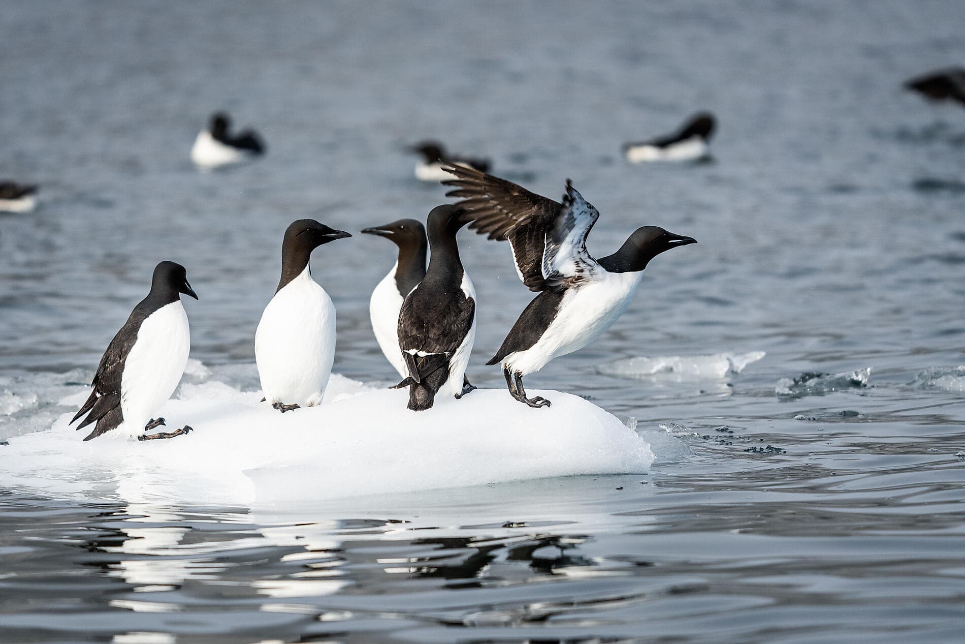 In the ice of the Arctic, from Greenland to Svalbard 