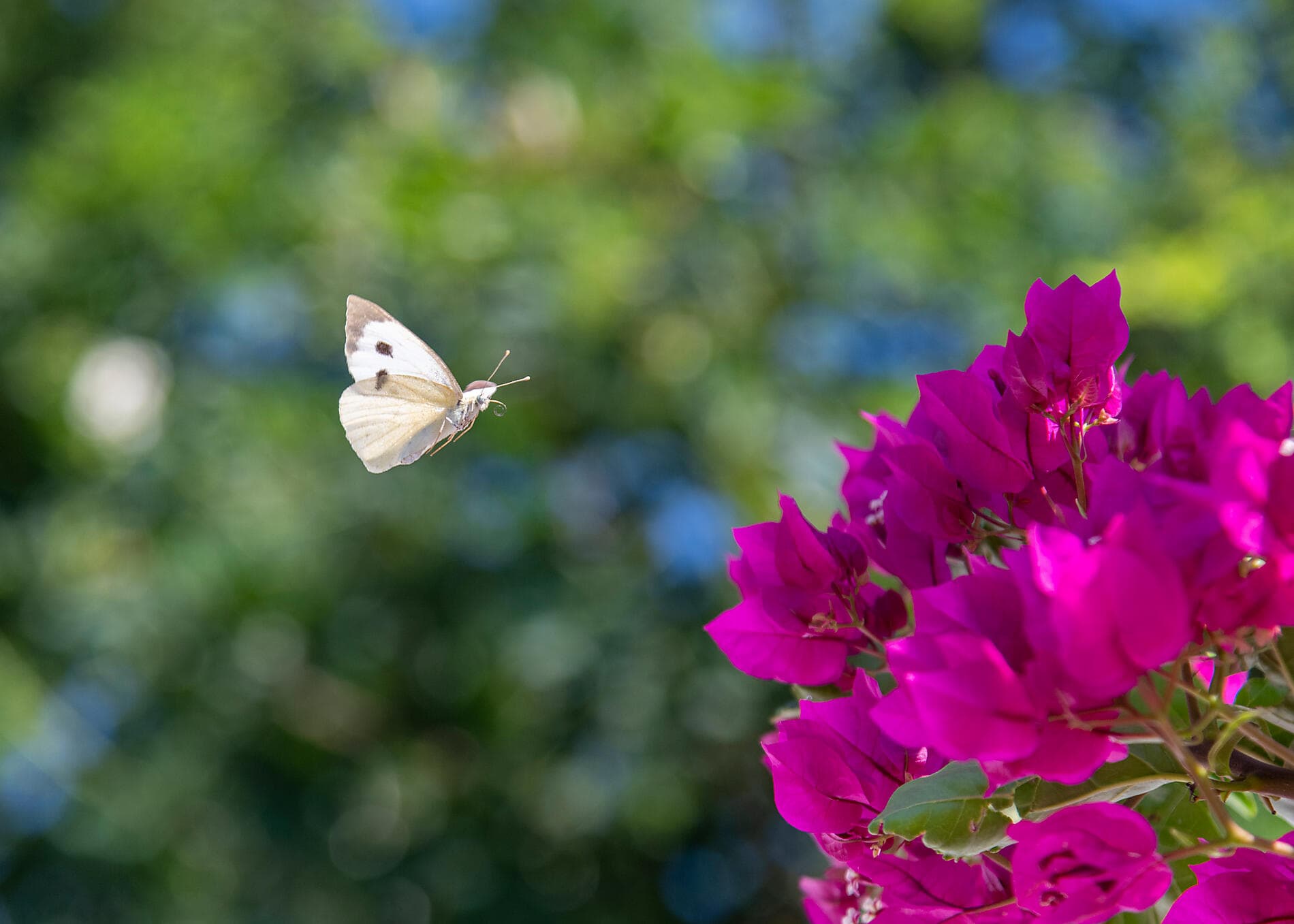 Island Hopping Aboard Le Ponant, From Athens to Dubrovnik 