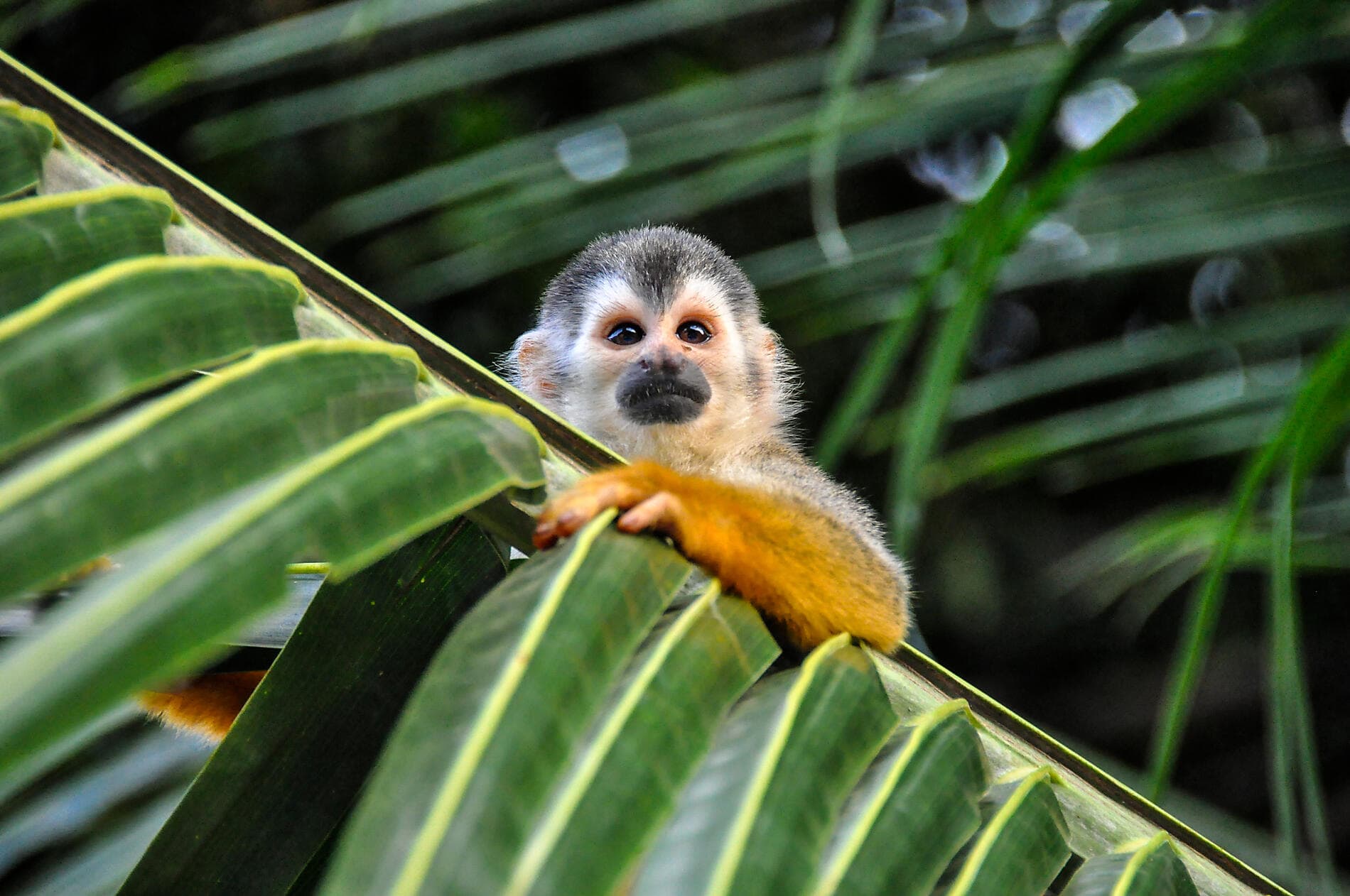 Panama and Costa Rica by Sea: The Natural Wonders of Central America – with Smithsonian Journeys 