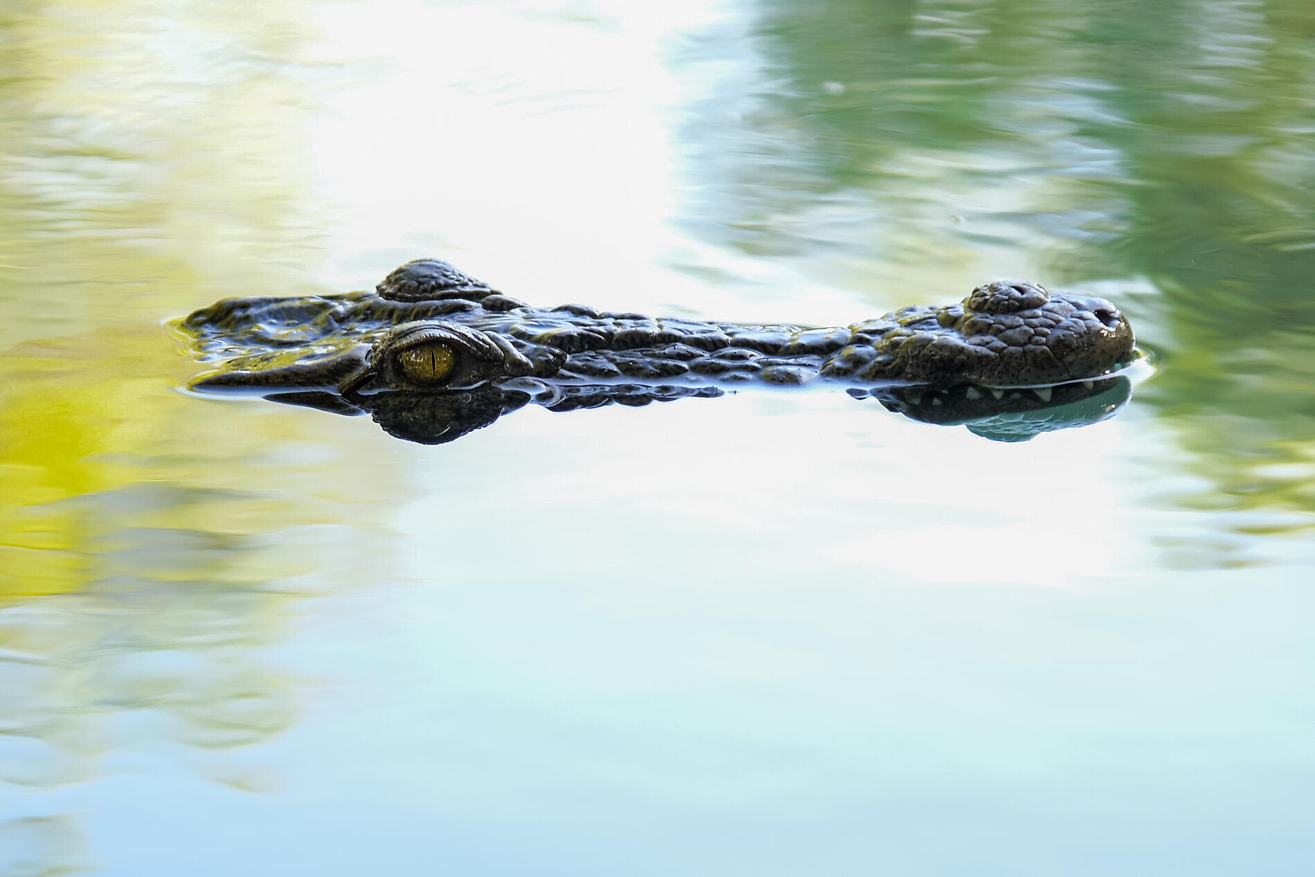 Madagascar & South Africa 