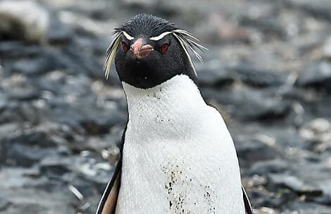 19 Nov 26 - The Neck, Saunders Island