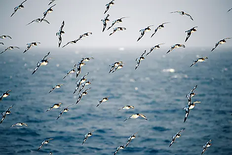 13 Feb 27 > 14 Feb 27 - Crossing the Drake Passage