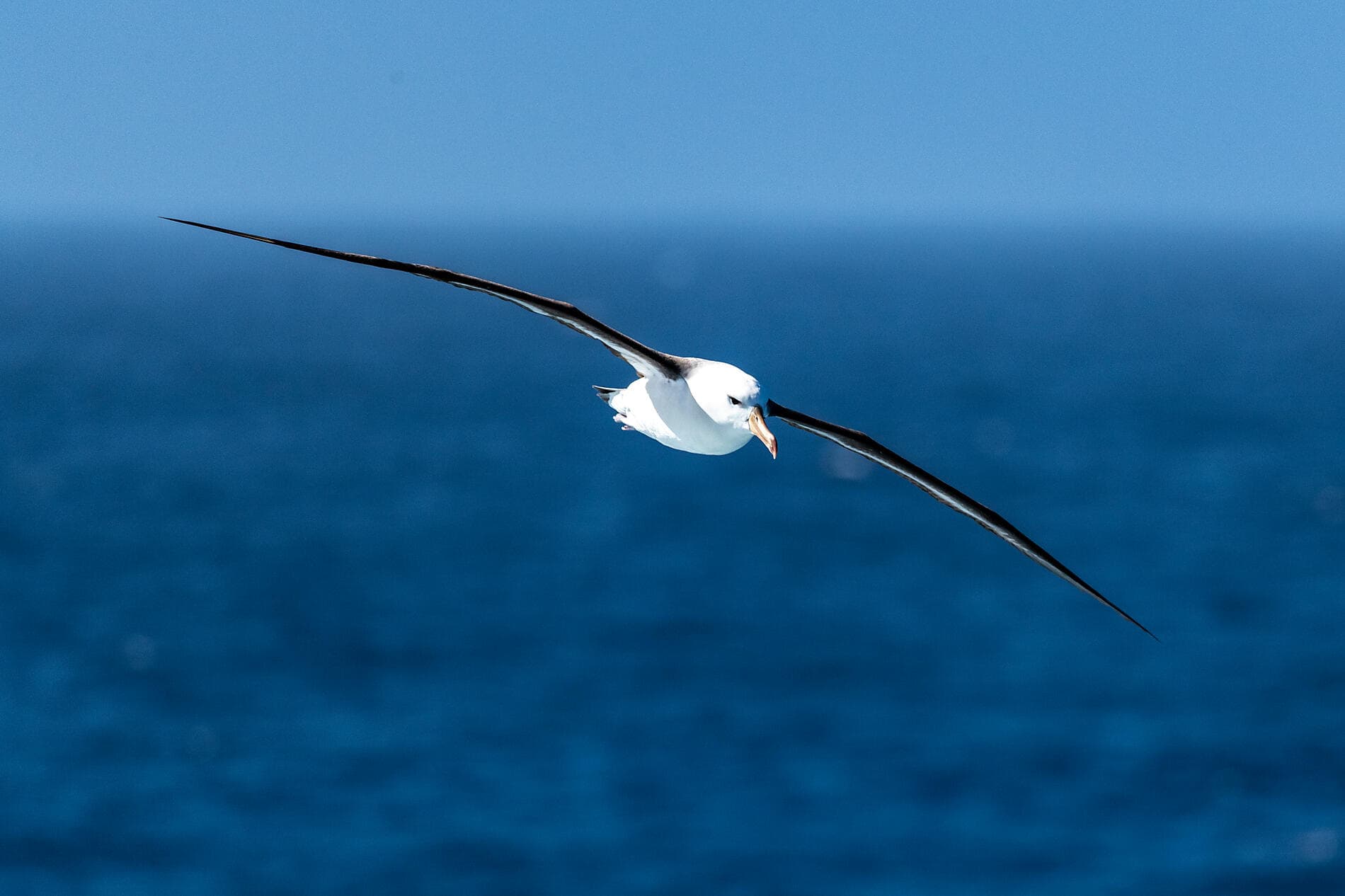 Emblematic Antarctica